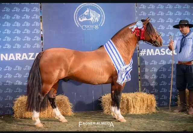 Cavalo com faixa de premiação em fotografia compartilhada no perfil da BT La Compostella.