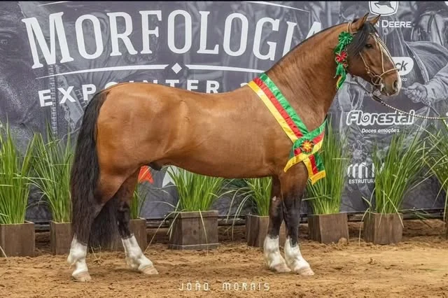 Tañido Buenazo com faixa de campeão na Expointer. Fotografia de João Morais.